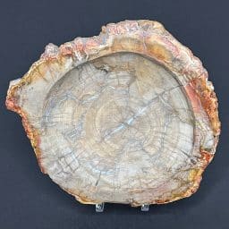 FO822 Petrified Wood Bowl