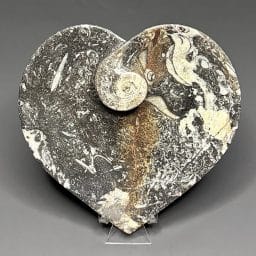 FO303 Fossil Dish