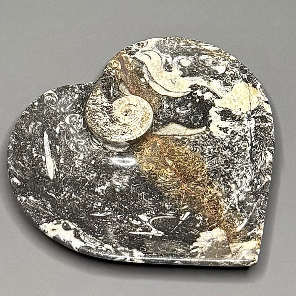 FO303 Fossil Dish - Image 2