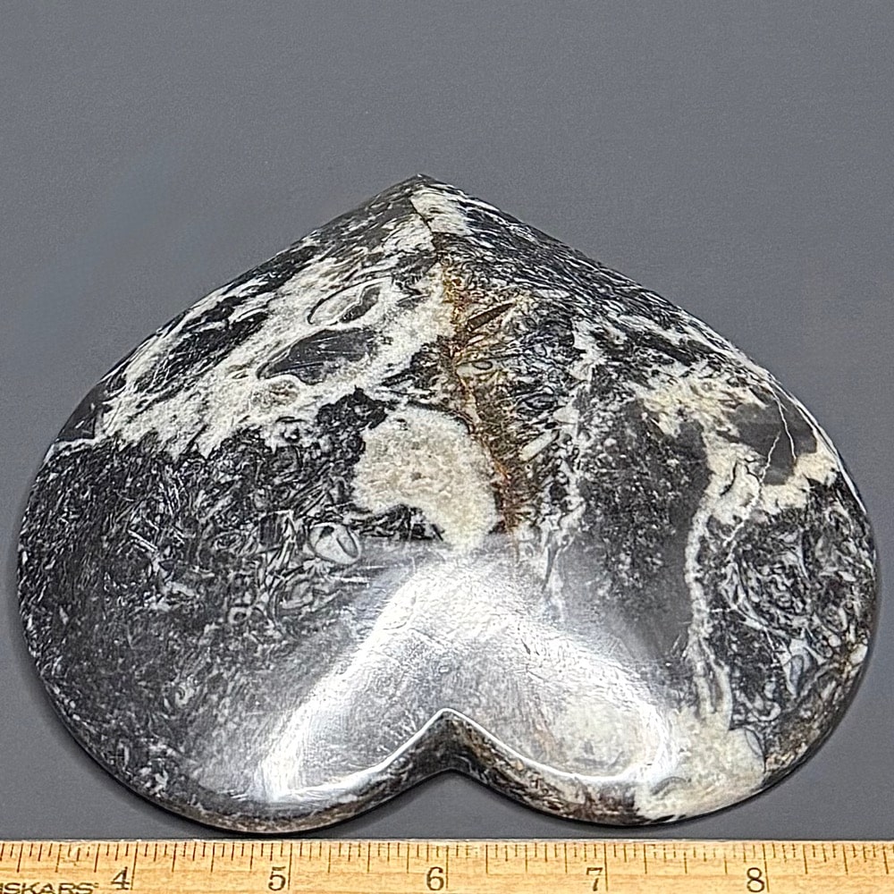FO303 Fossil Dish - Image 3