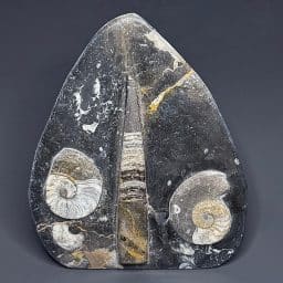 FO503 Orthoceras Geisonoceras Standup