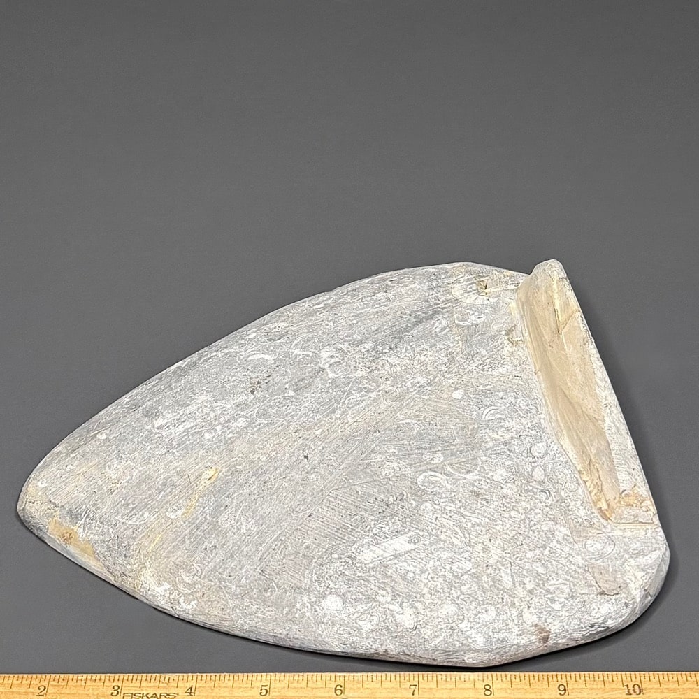 FO503 Orthoceras Geisonoceras Standup - Image 2