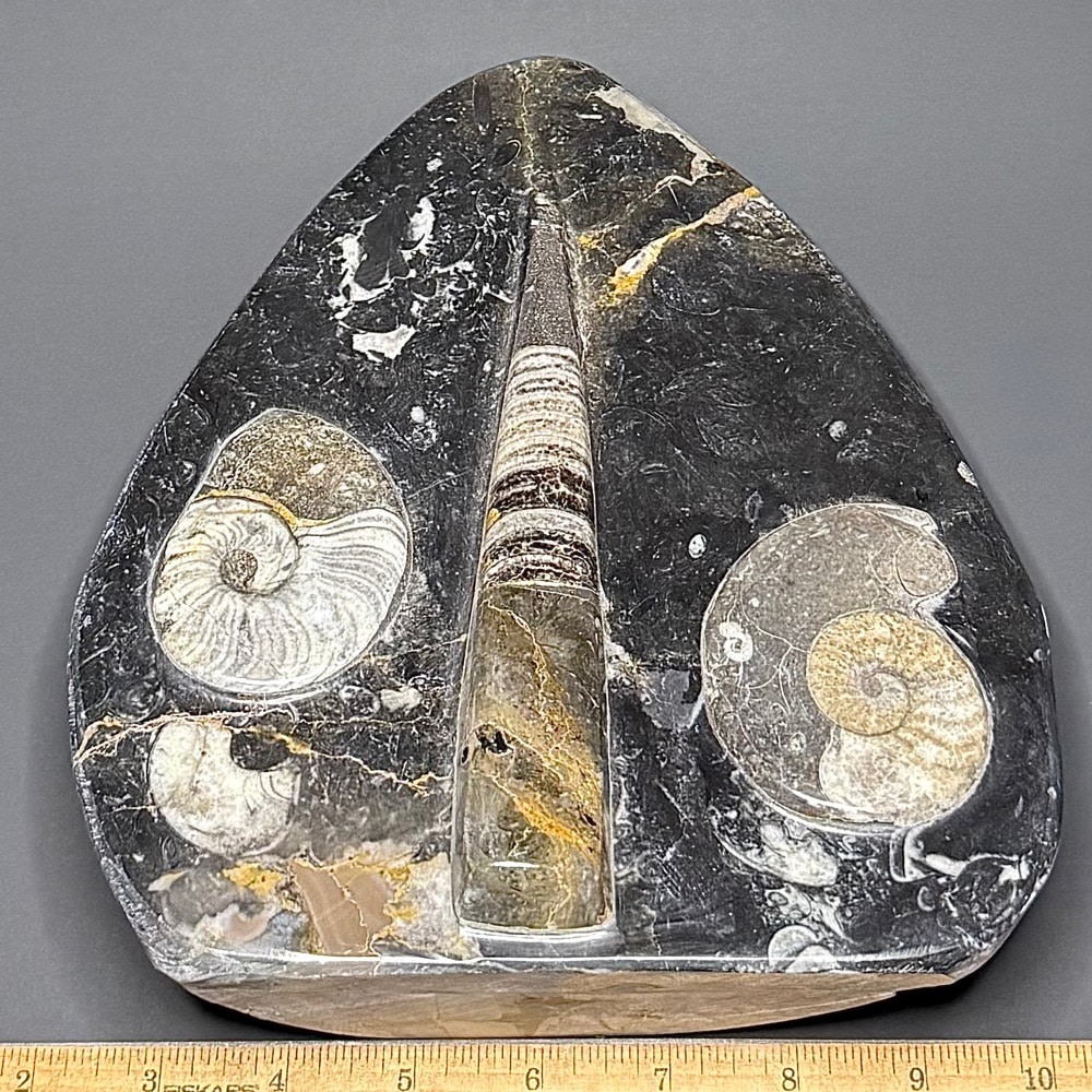 FO503 Orthoceras Geisonoceras Standup