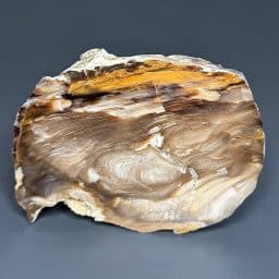 PR512 Petrified Wood