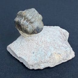 FO700 Trilobite