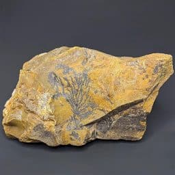 GR128 Dendritic Jasper