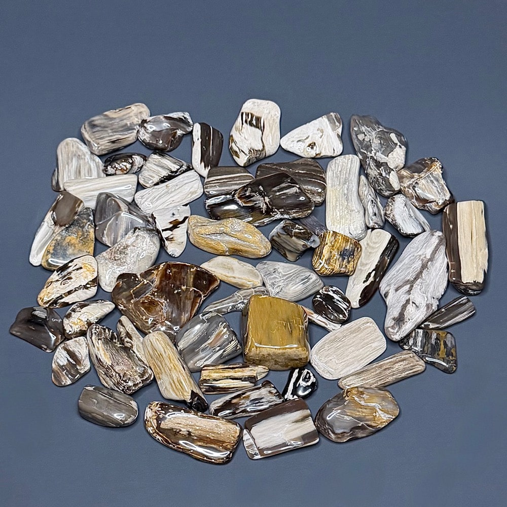 PW207 South Dakota Petrified Wood