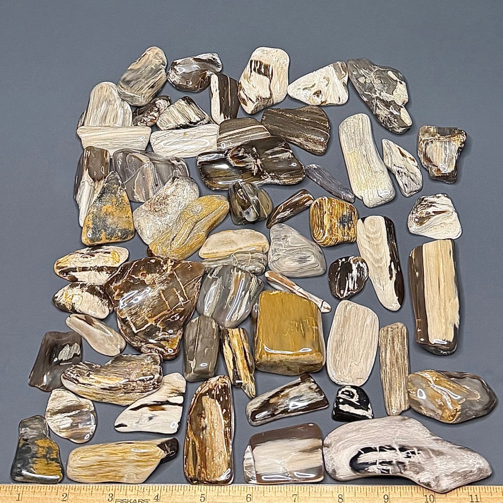 PW207 South Dakota Petrified Wood - Image 2
