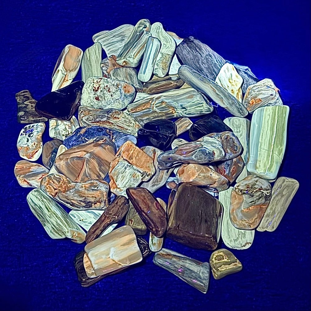 PW207 South Dakota Petrified Wood