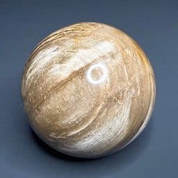 SP303 Petrified Wood