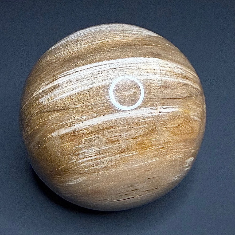 SP303 Petrified Wood - Image 3