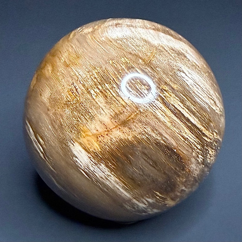 SP303 Petrified Wood