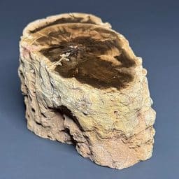 PR411 Petrified Wood
