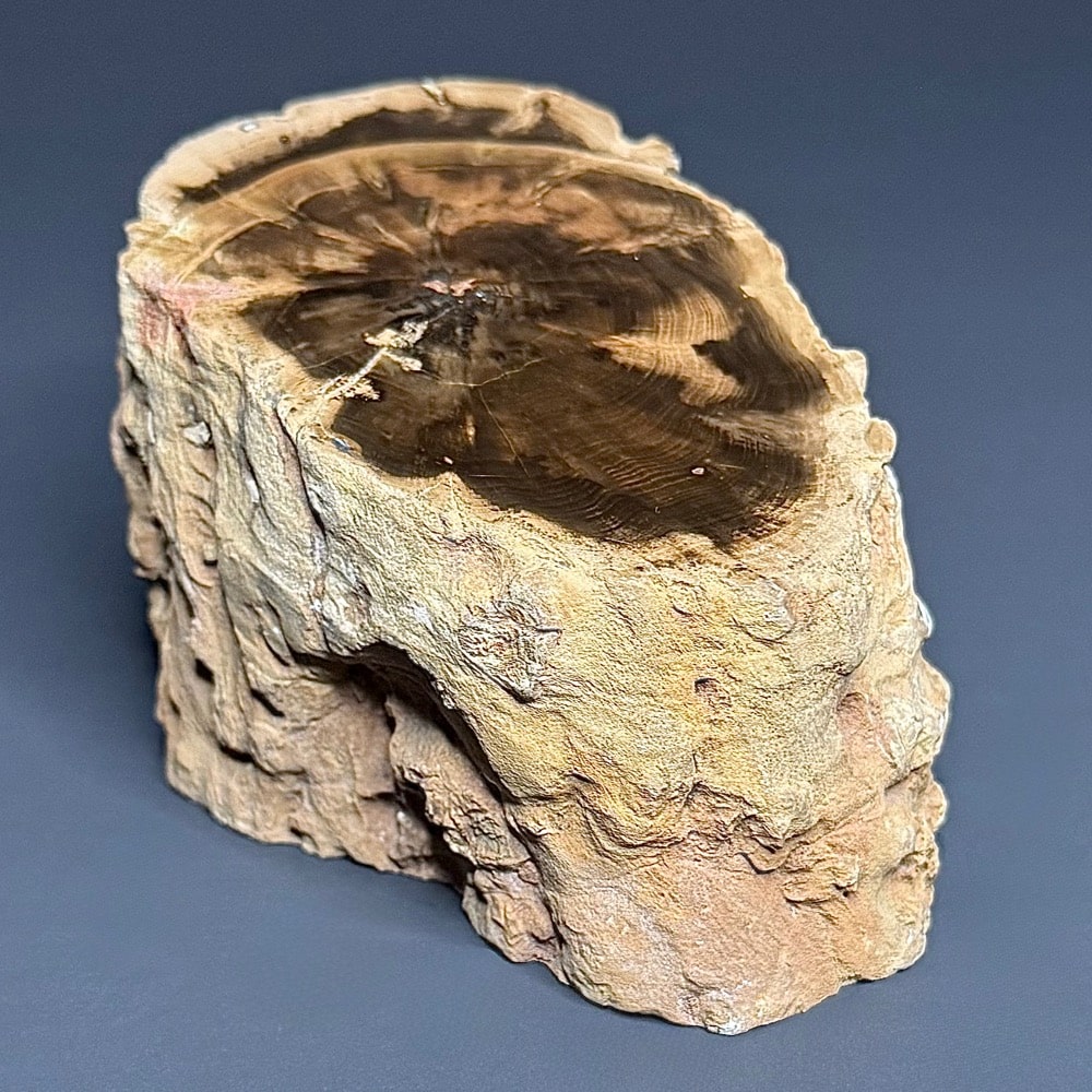 PR411 Petrified Wood
