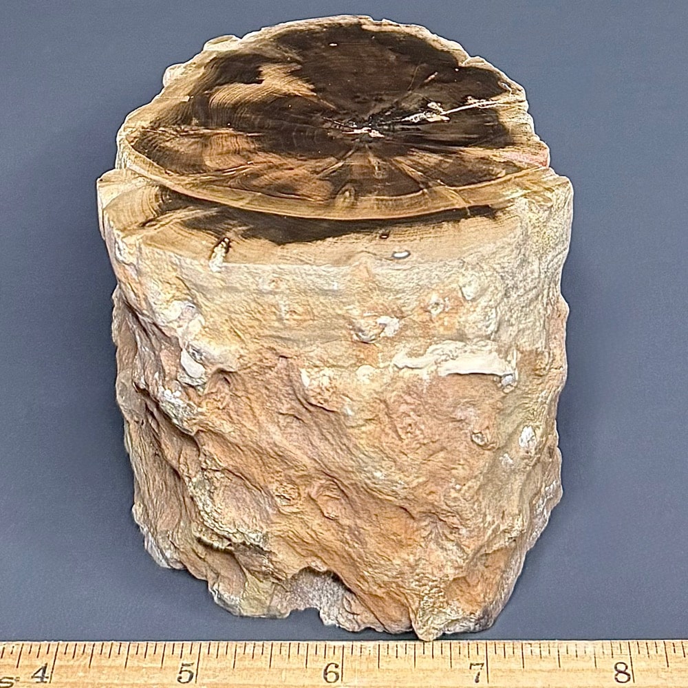 PR411 Petrified Wood - Image 2