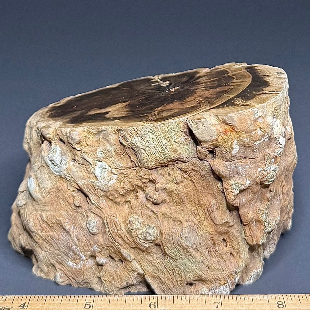 PR411 Petrified Wood - Image 3