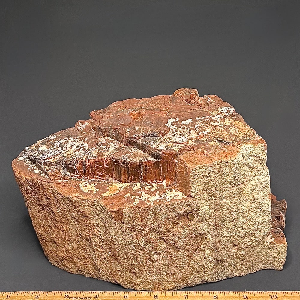 GR102 Arizona Petrified Wood - Image 2