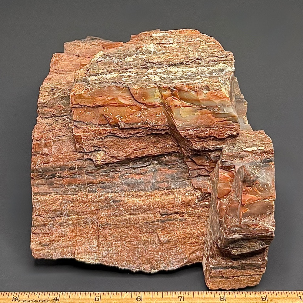 GR102 Arizona Petrified Wood - Image 3