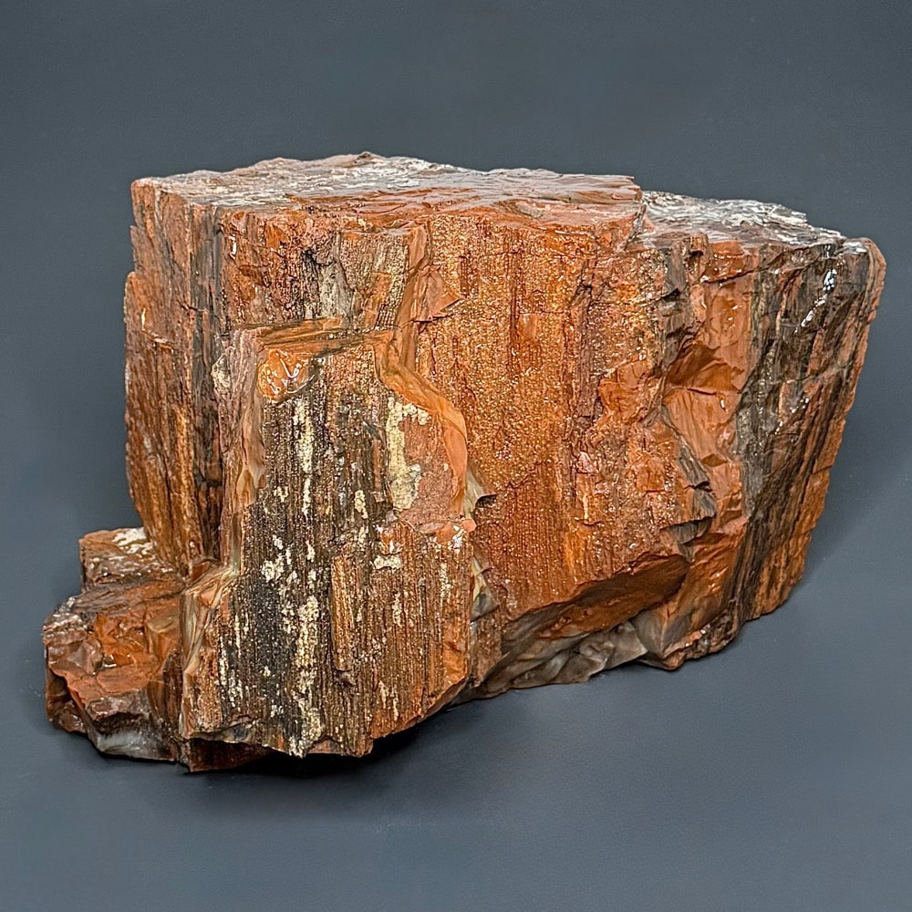 GR102 Arizona Petrified Wood - Image 4
