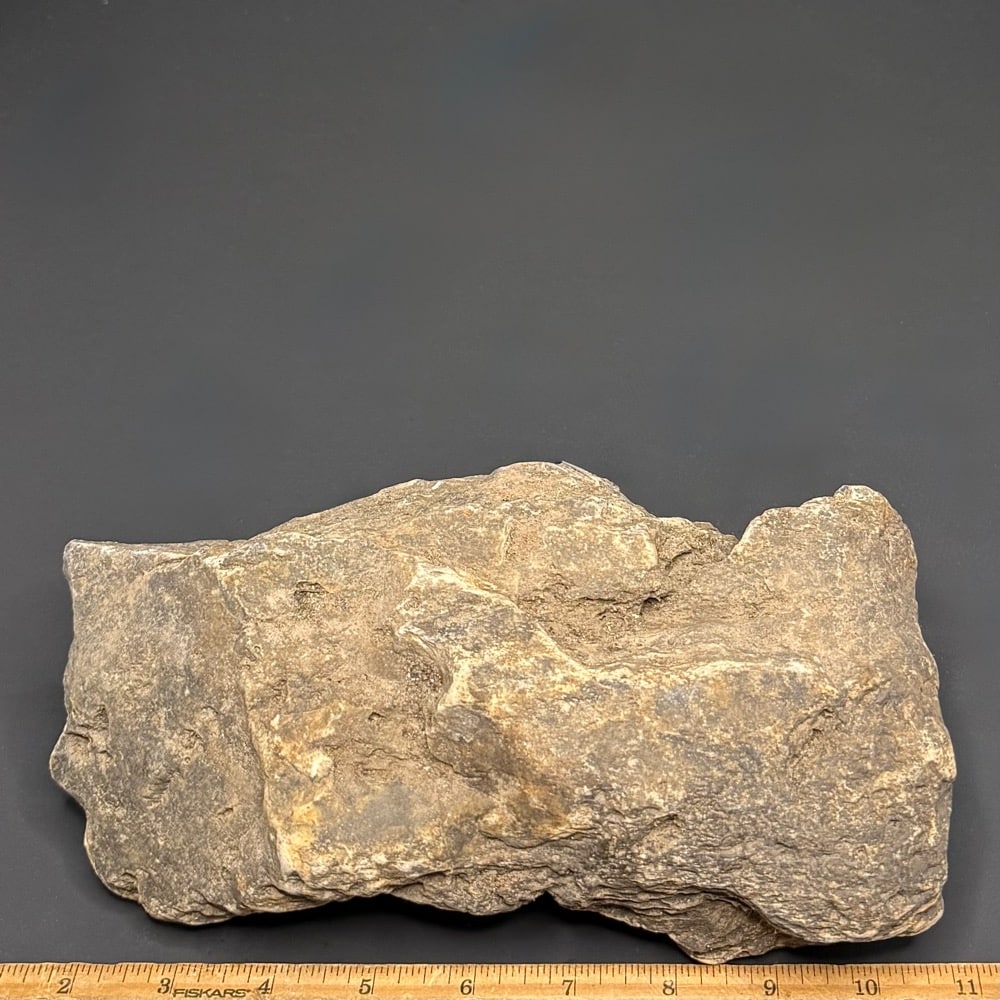 GR114 South Dakota Petrified Wood - Image 2