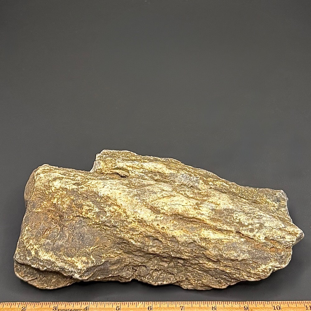 GR114 South Dakota Petrified Wood - Image 3