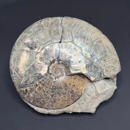 GAL200 AMMONITE