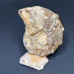 GAL207 AMMONITE