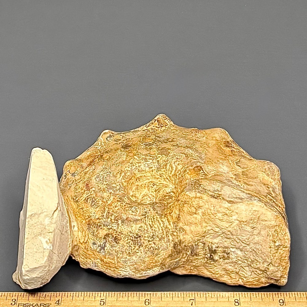 GAL207 AMMONITE - Image 2