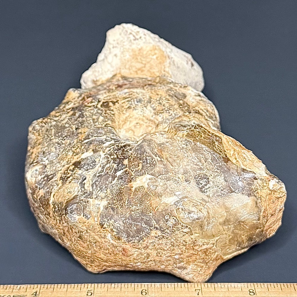 GAL207 AMMONITE - Image 3