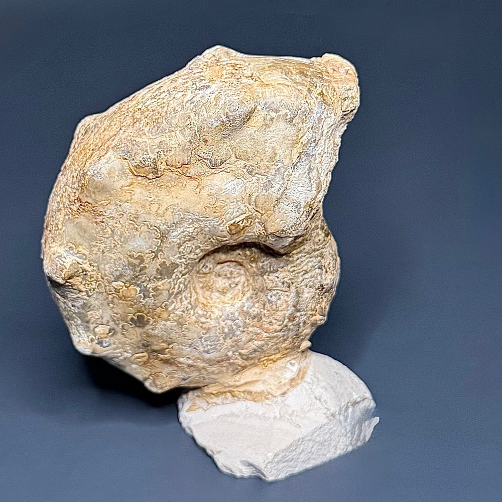GAL207 AMMONITE