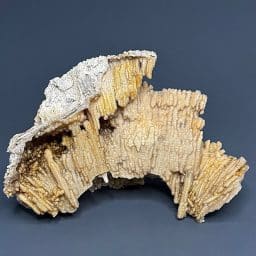 GAL521 FOSSIL CORAL