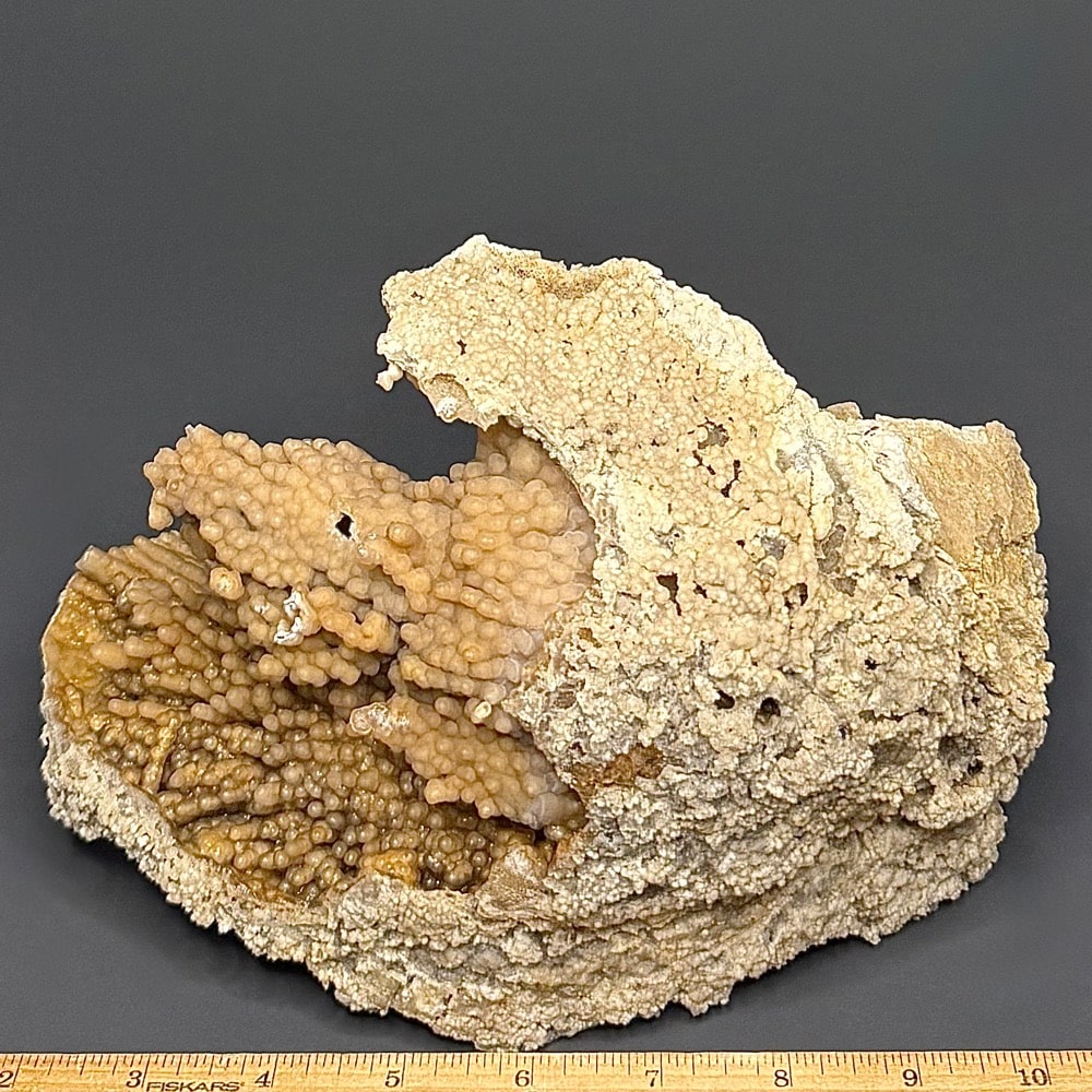 GAL521 FOSSIL CORAL - Image 2