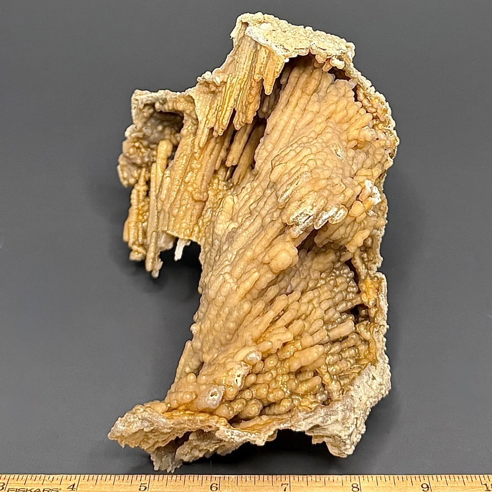 GAL521 FOSSIL CORAL - Image 3