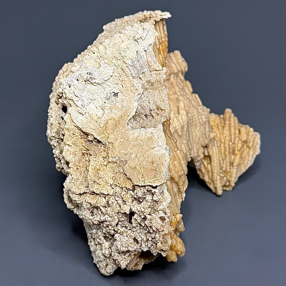 GAL521 FOSSIL CORAL - Image 4