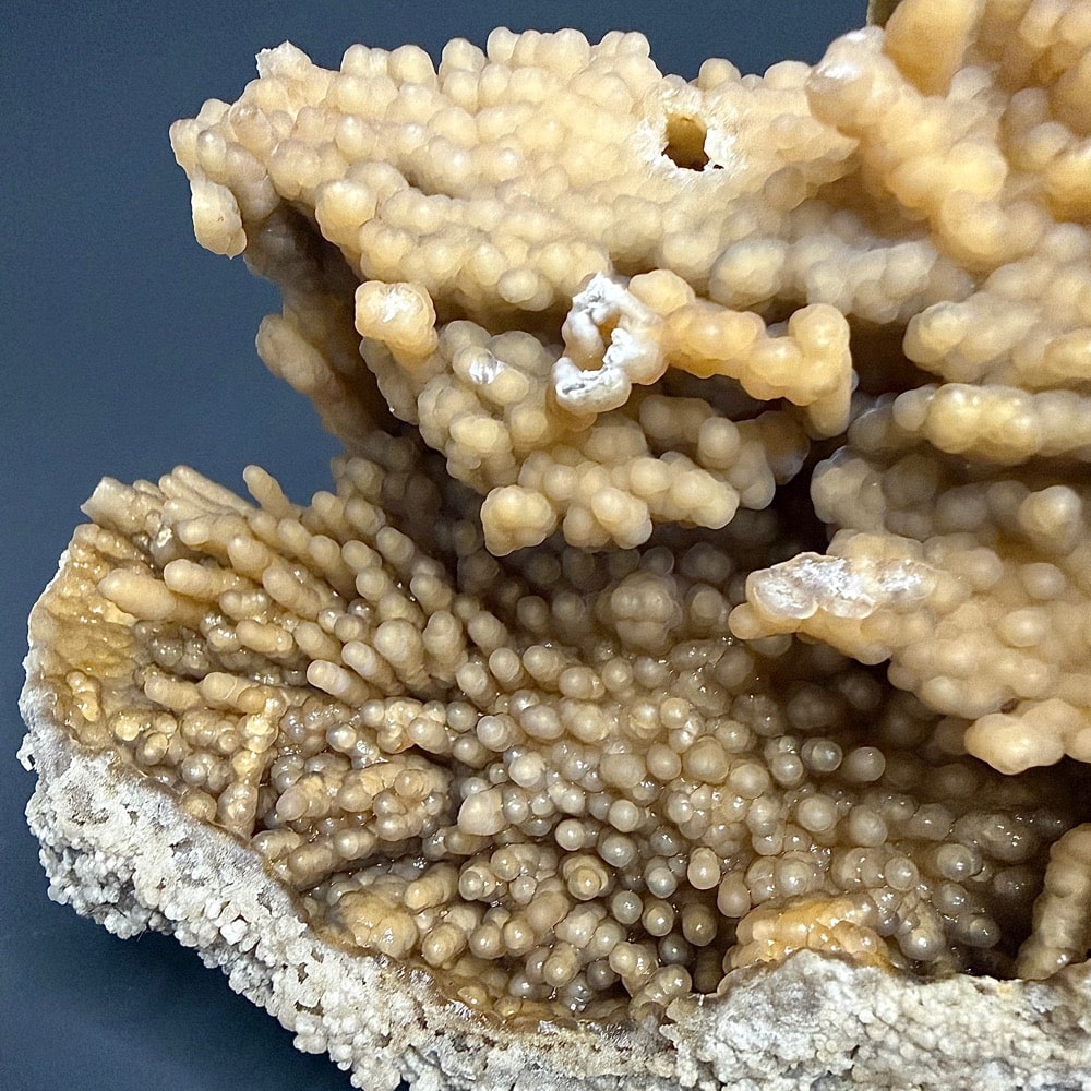 GAL521 FOSSIL CORAL - Image 5