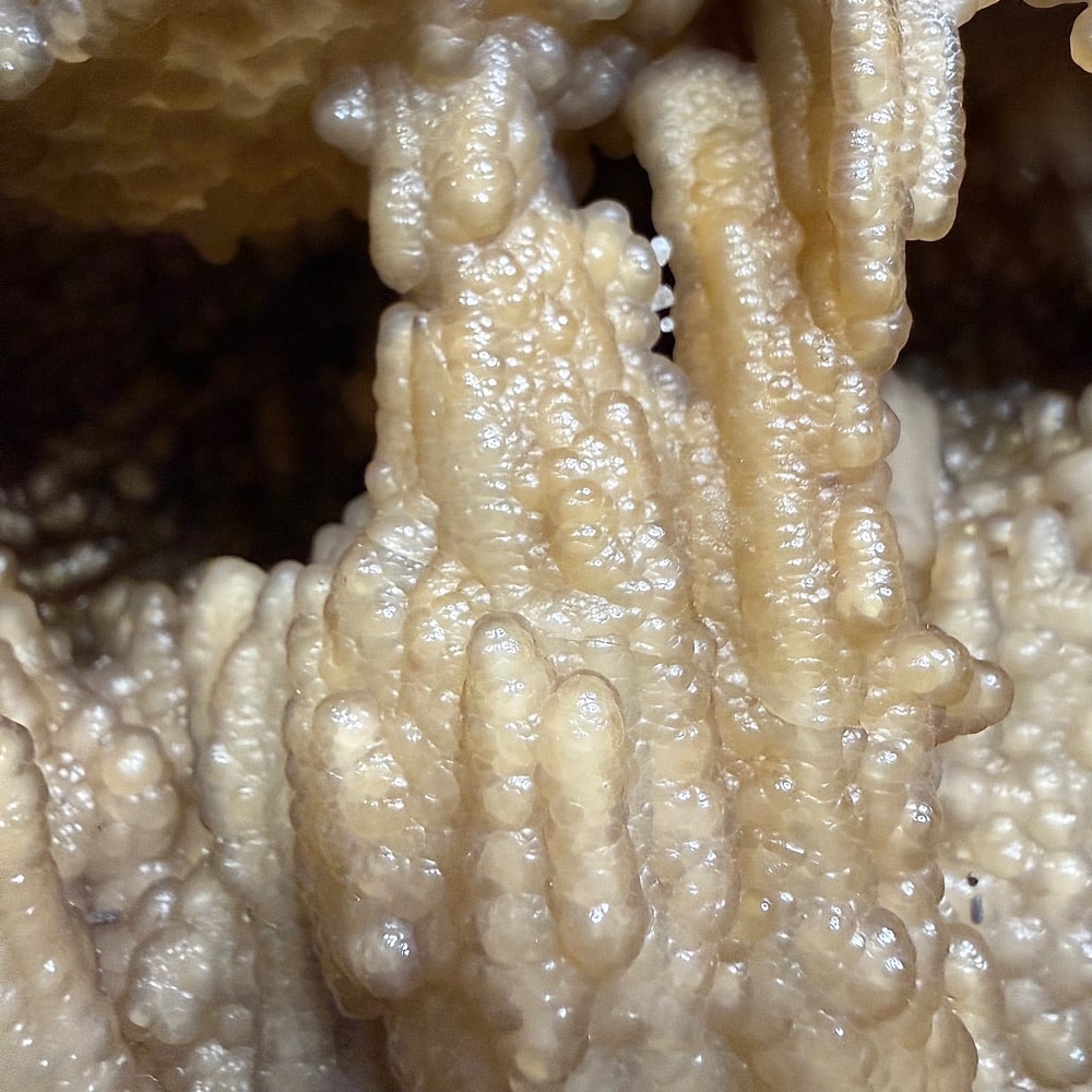 GAL521 FOSSIL CORAL