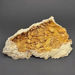GAL1005 FOSSIL CORAL