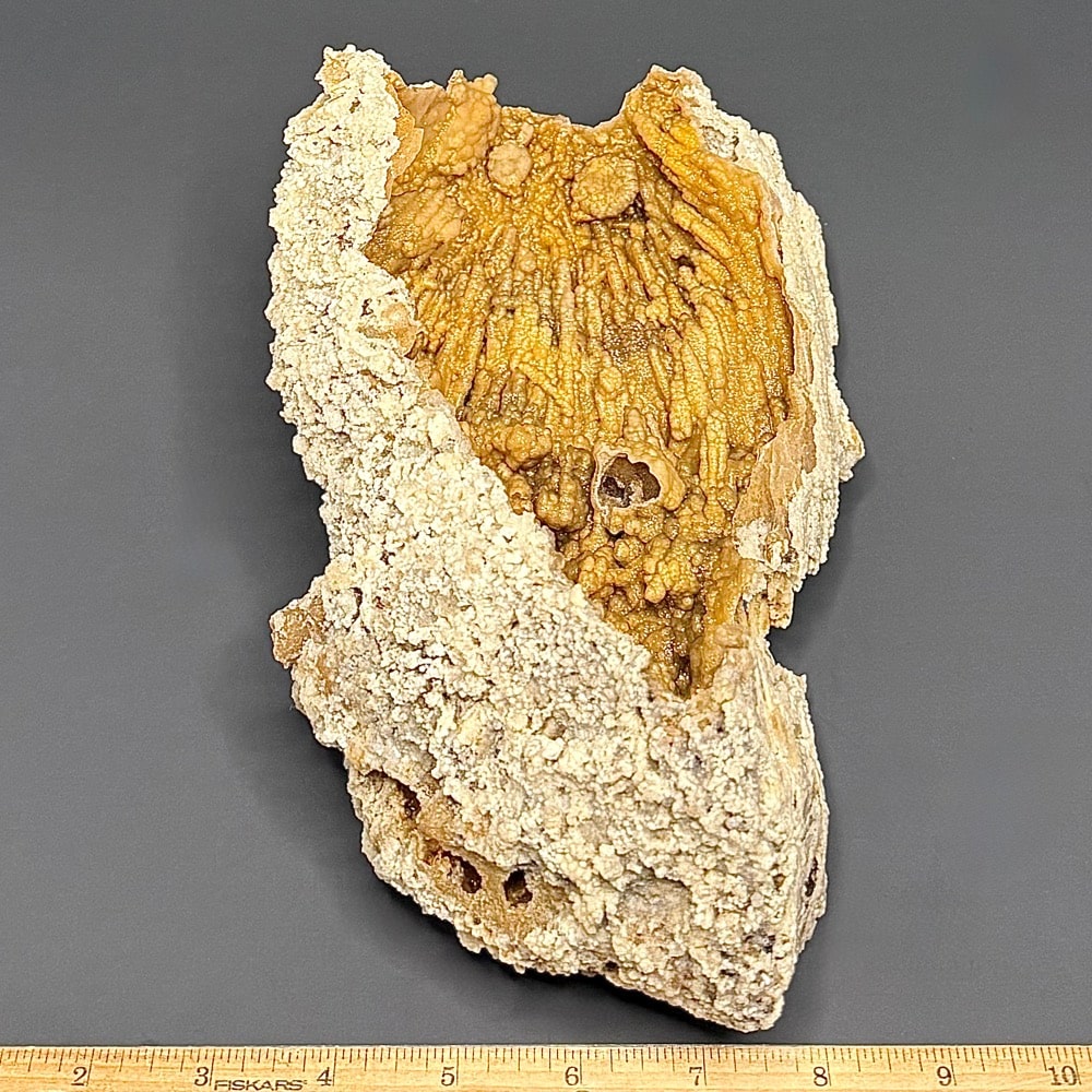 GAL1005 FOSSIL CORAL - Image 3