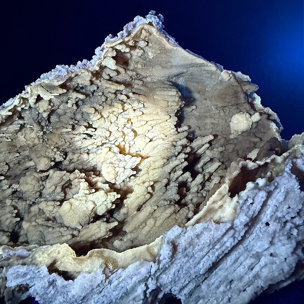 GAL1005 FOSSIL CORAL