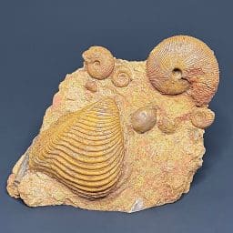 GAL103 Macrocephalites Trigonia