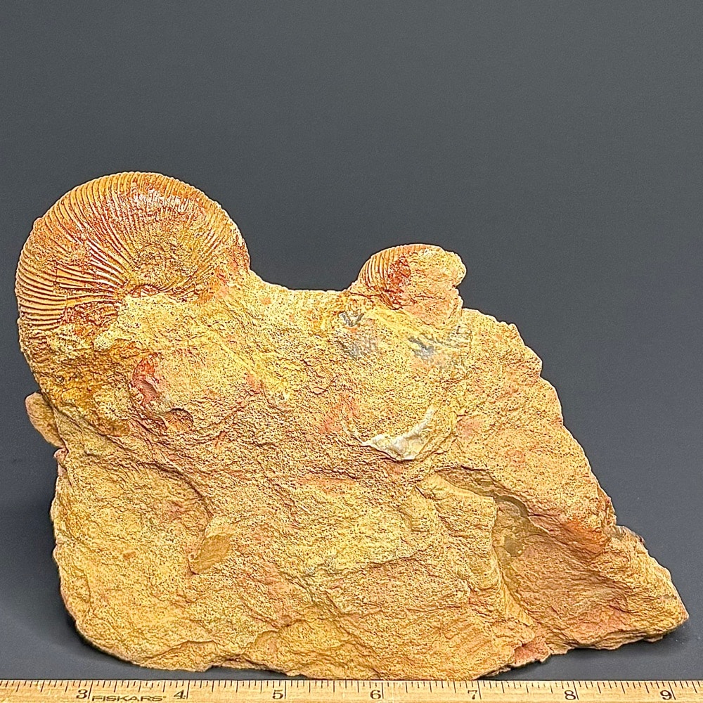 GAL103 Macrocephalites Trigonia - Image 2