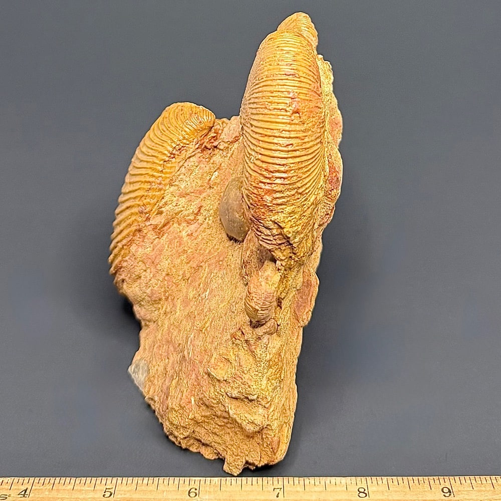 GAL103 Macrocephalites Trigonia - Image 3