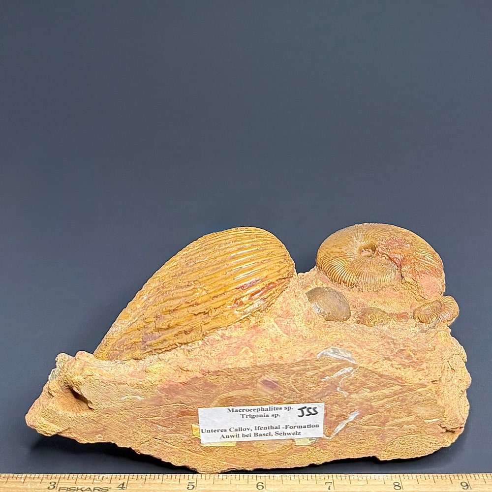 GAL103 Macrocephalites Trigonia - Image 4