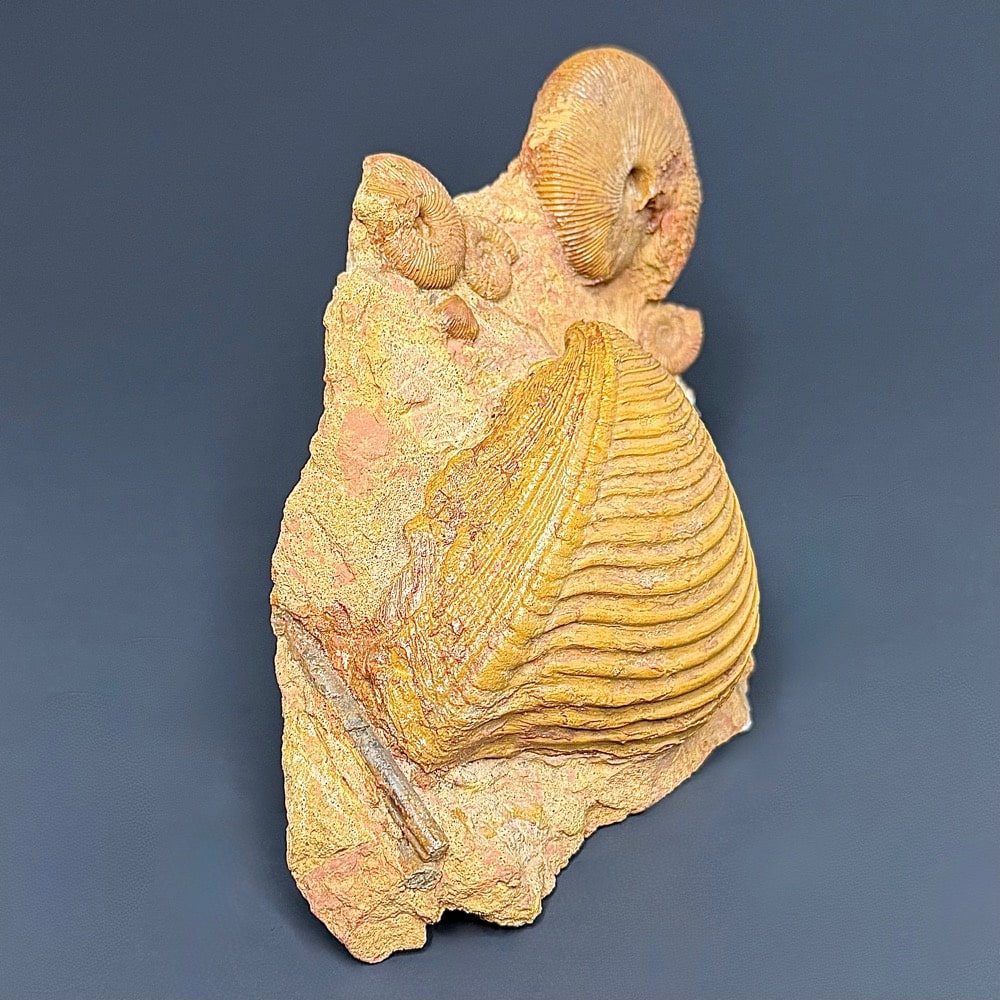 GAL103 Macrocephalites Trigonia - Image 5