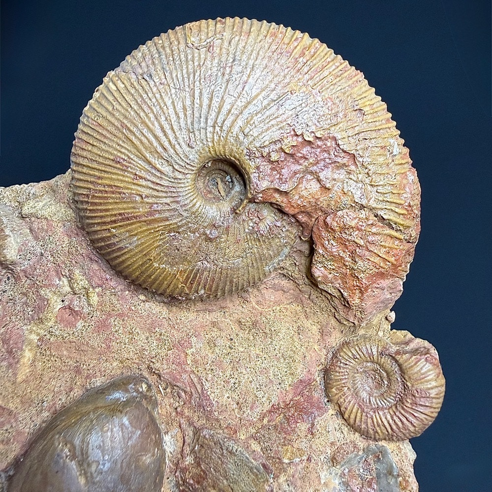 GAL103 Macrocephalites Trigonia