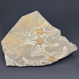 GAL302 STARFISH FOSSIL PLAQUE