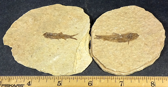 Set of 2 Fossil Fish