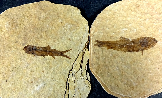 Set of 2 Fossil Fish
