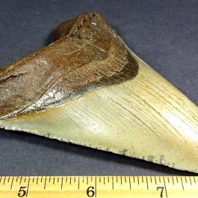 MEGALODON SHARK TOOTH FOSSIL