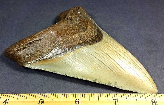 MEGALODON SHARK TOOTH FOSSIL